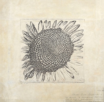 «Соняшник», 1970